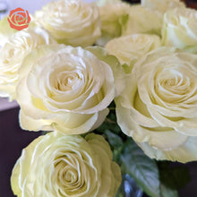 Green Goddess Long Stem Roses