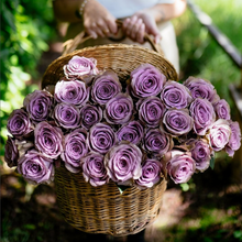Purple Attraction Long Stem Roses
