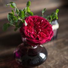 close up of a single Tess rose with blackcurrant tones and richly ruffled rosettes with a glint of shimmering gold