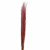 Pampas Grass Pink