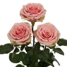 Close up of 3 pink bi colored roses with ruffled edges and light pink cream tones with darker pink on the outer petals
