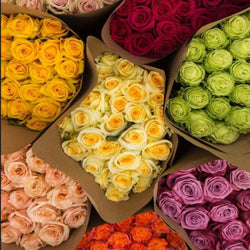 Six Months of Roses