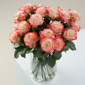 Farmer's Choice Bi-Color Pastel Long Stem Roses
