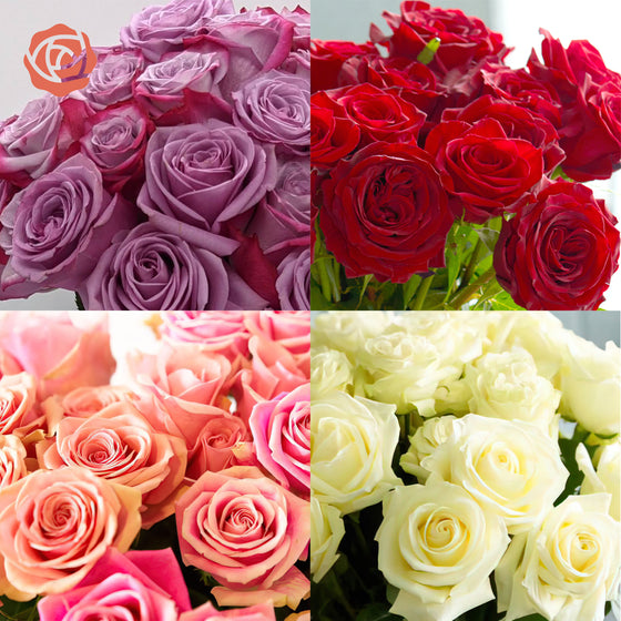close ups bi-color purple, red, orange, and cream roses