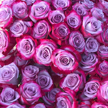 Stacked Magenta and Lavender Bi-Colored roses
