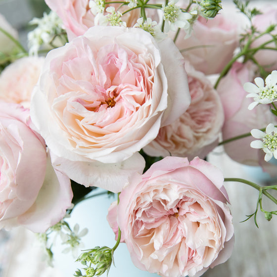 Close ups of Keira roses - Frilly wedding-dress petals frame her cupped blooms in every shade of soft pink, from raspberry ripple to clotted cream. 
