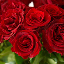Closeup picture of 5 red rose blooms 
