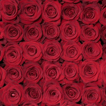Stacked display of red rose blooms
