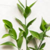 Baby's Breath & Ruscus Leaves