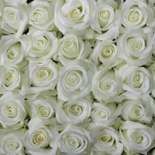 Stacked white pure long stem roses with pure, almost optic, white petals
