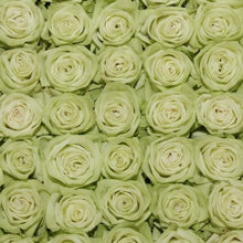 Green Goddess Long Stem Roses
