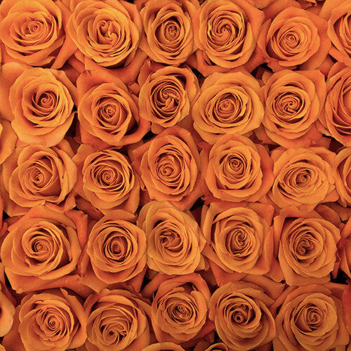 Orange Roses